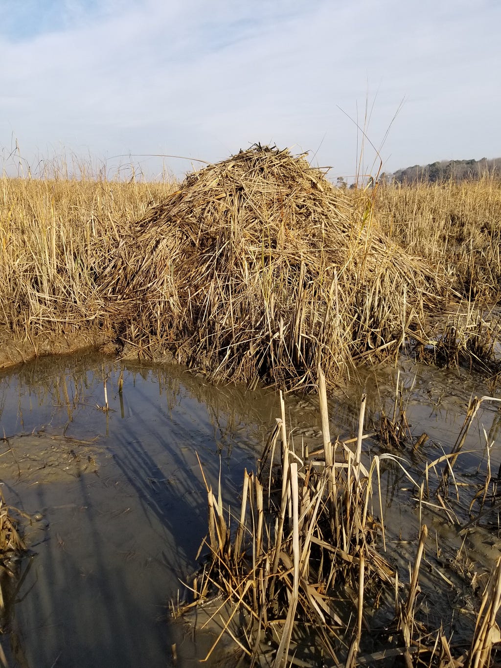 A mound of brown grass rises above tall brown grass, with water in the foreground and cloudy skies behind.