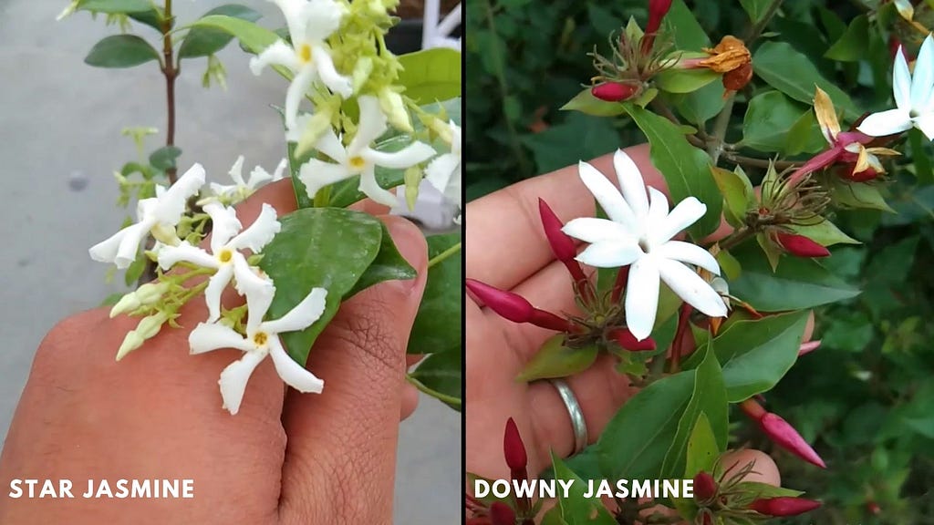 Difference Between Star Jasmine and Downy Jasmine (Jasminum Multiflorum) VS (Trachelospermum Jasminoides)