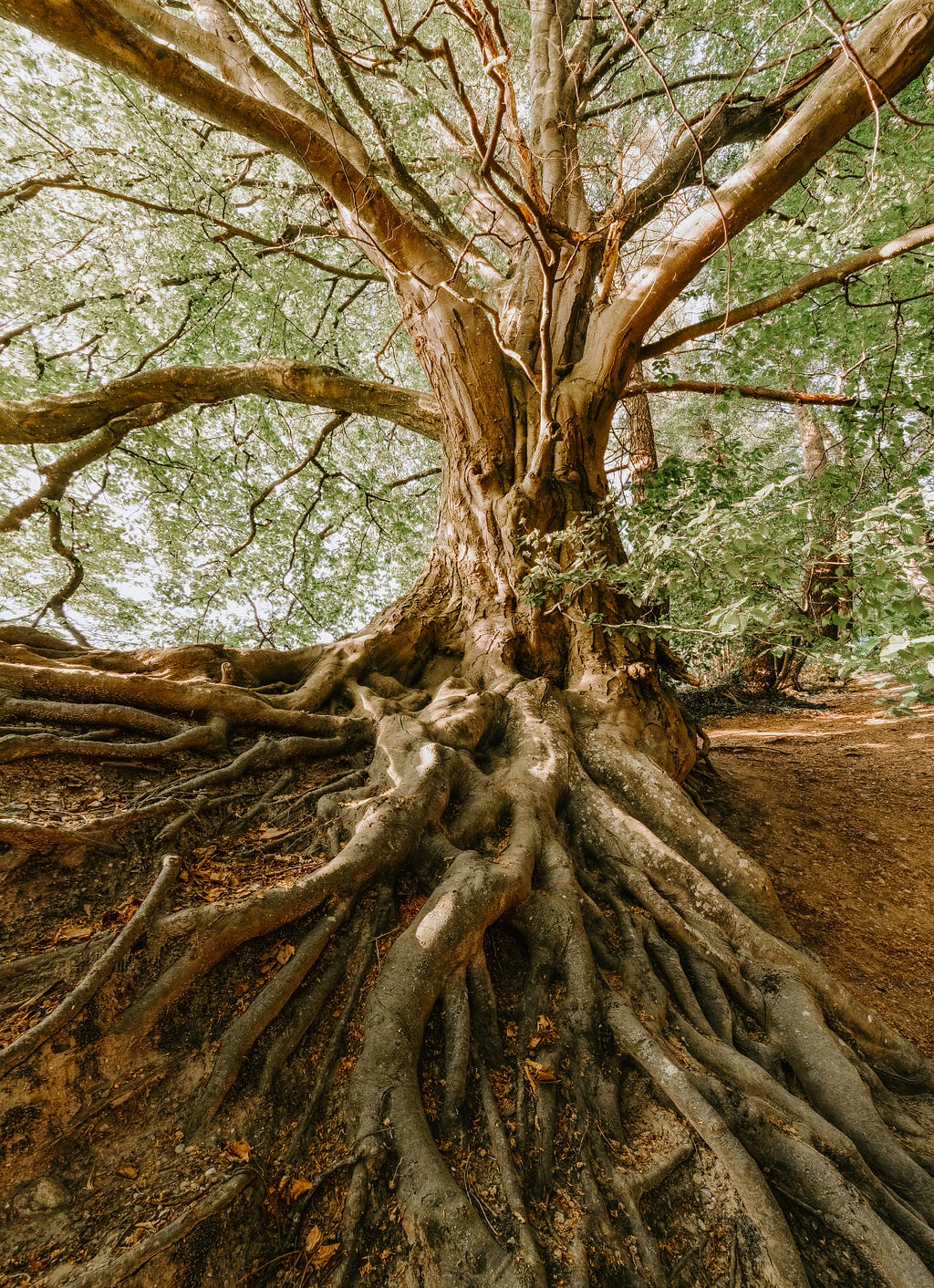 Beautiful, ancient tree with many roots above the ground.