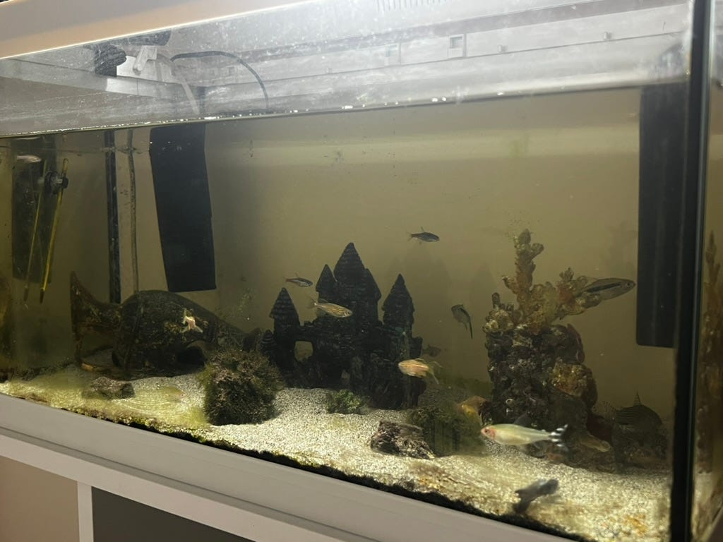 I Put Android in Charge of My Fish Tank: From Sensors to the Cloud