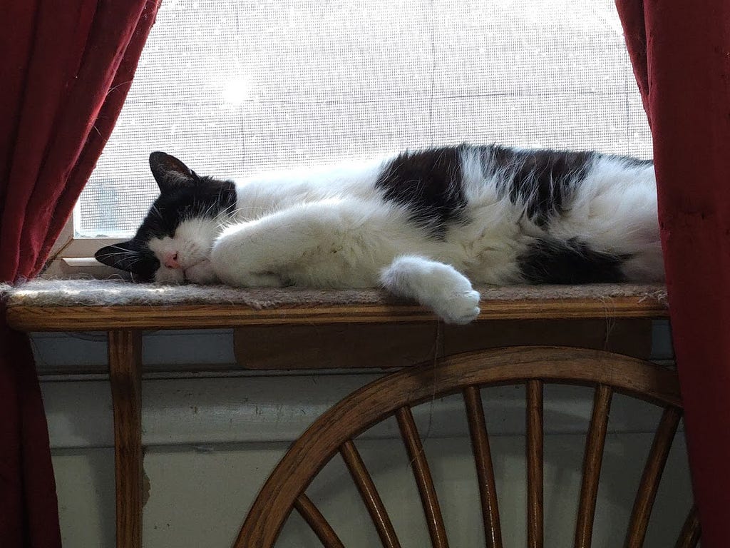 Our white kitty with black markings, Bandit, is asleep on the dining room window