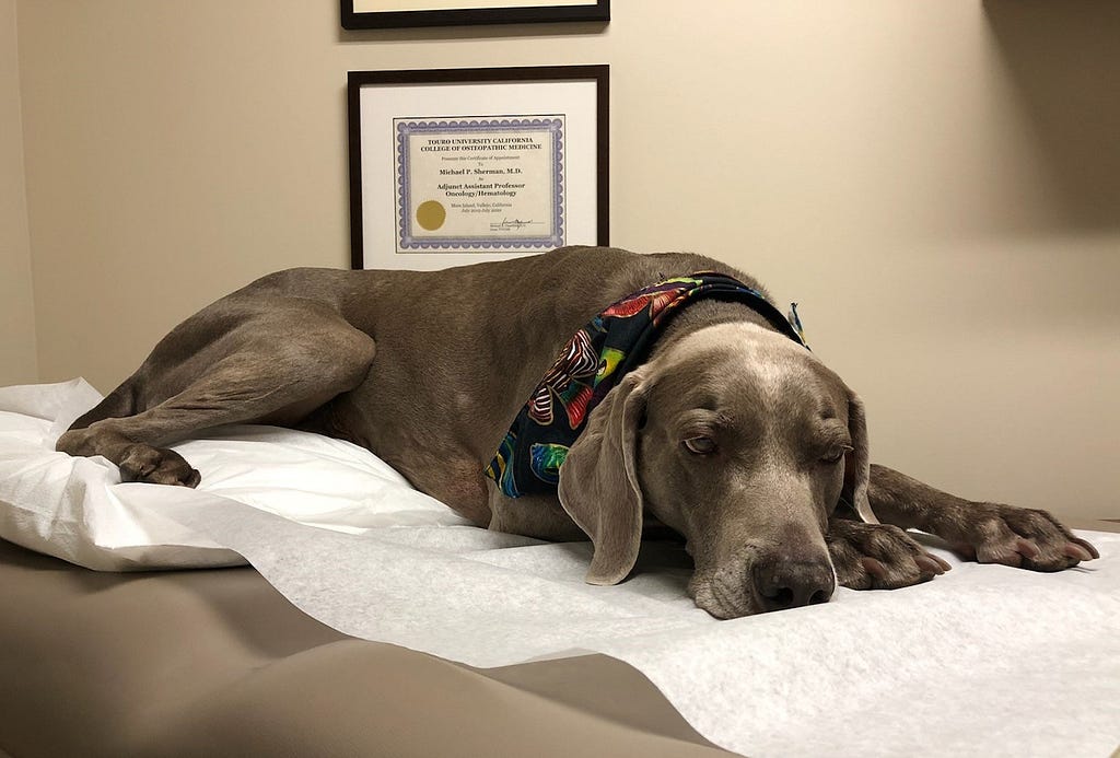 A male Weimaraner dog resting on an exam table