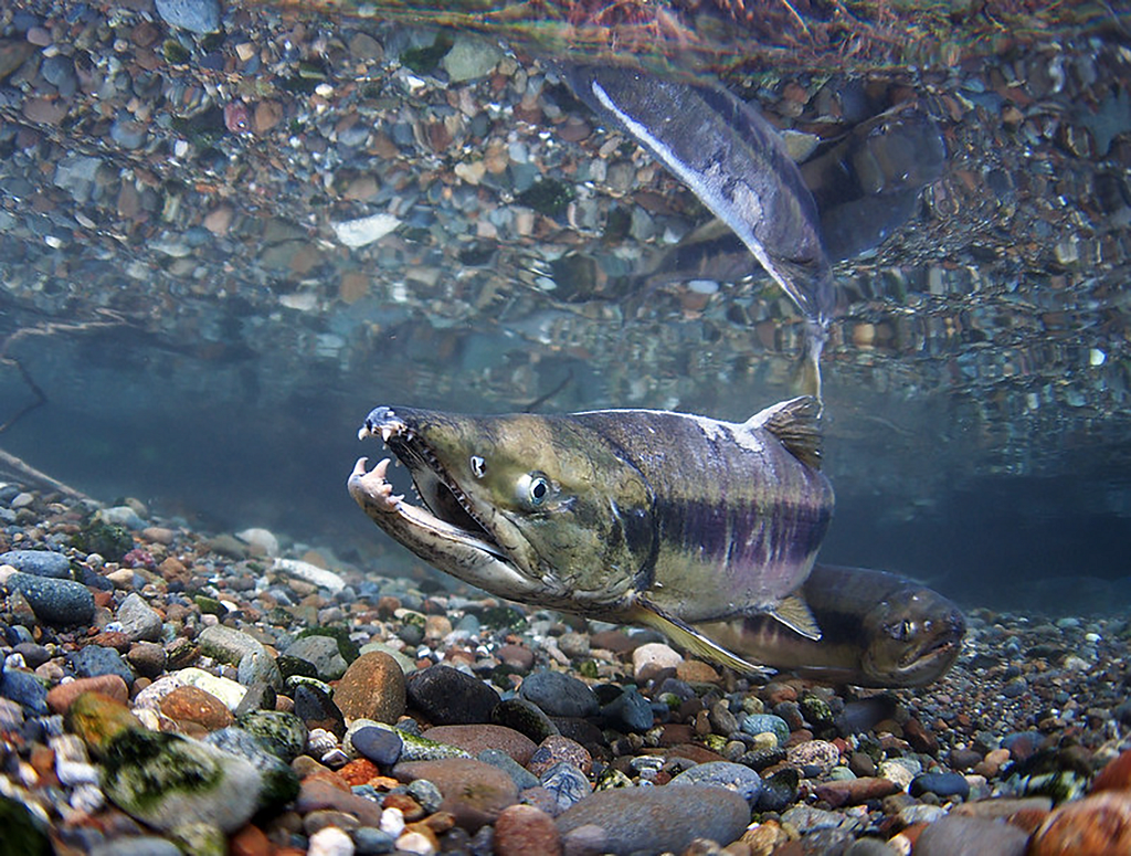 2 chum salmon underwater