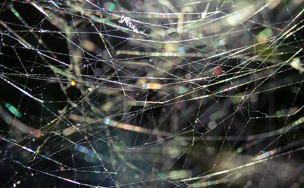 A close up image of a spider web with several interconnected threads.