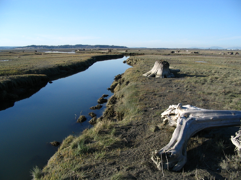 Photo of the Florence Island tidal wetland area, showing channels of water and wetlands.
