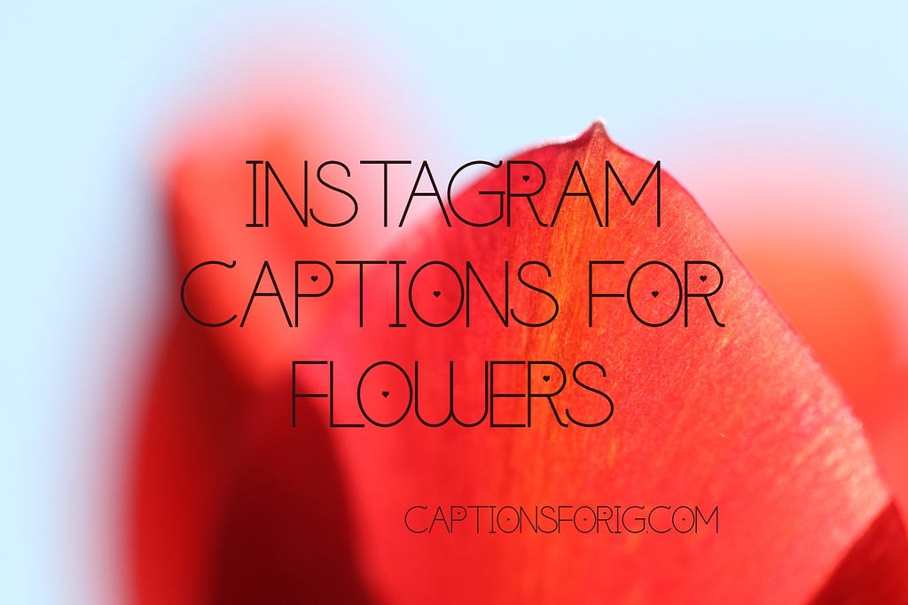 Instagram Captions On Flowers