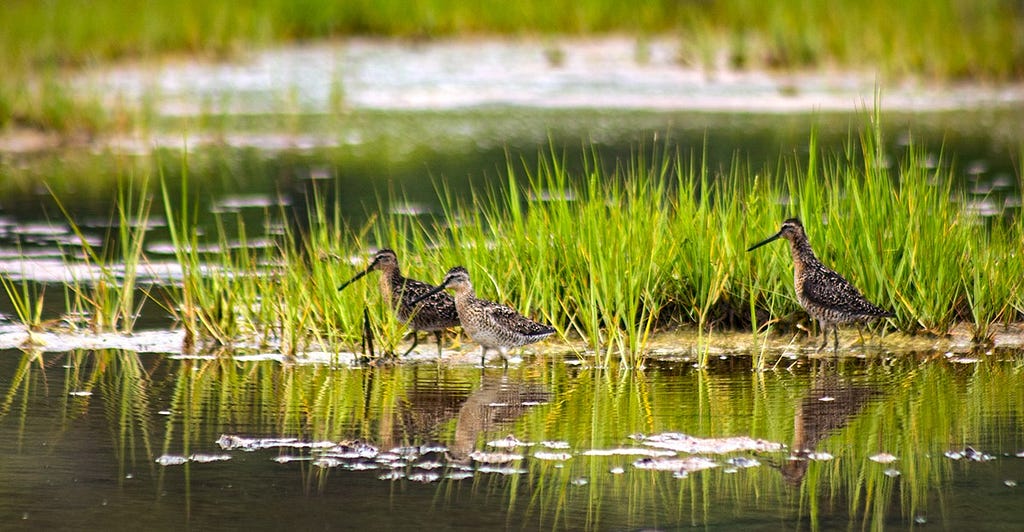 three long legged and long billed birds navigate shallow waters in the marsh