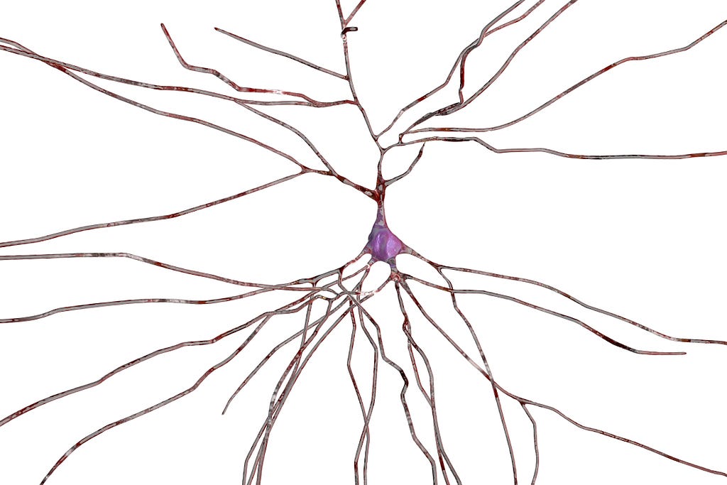 An illustration of a neuron.