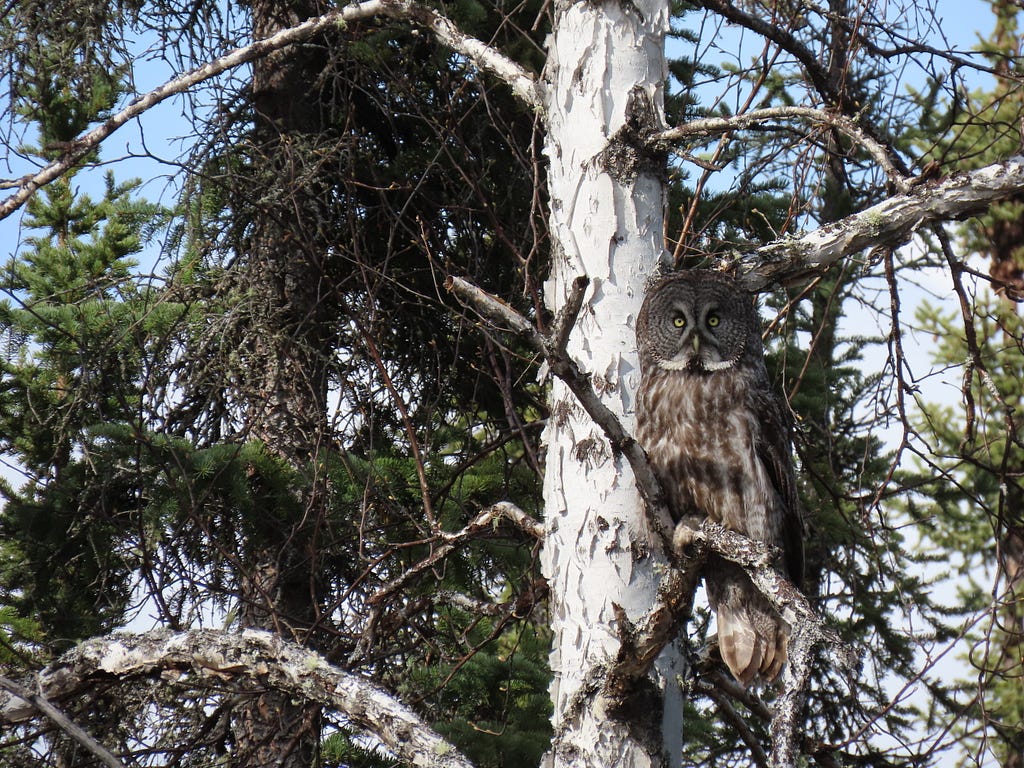 A great gray owl looks out from a perch in a tree.