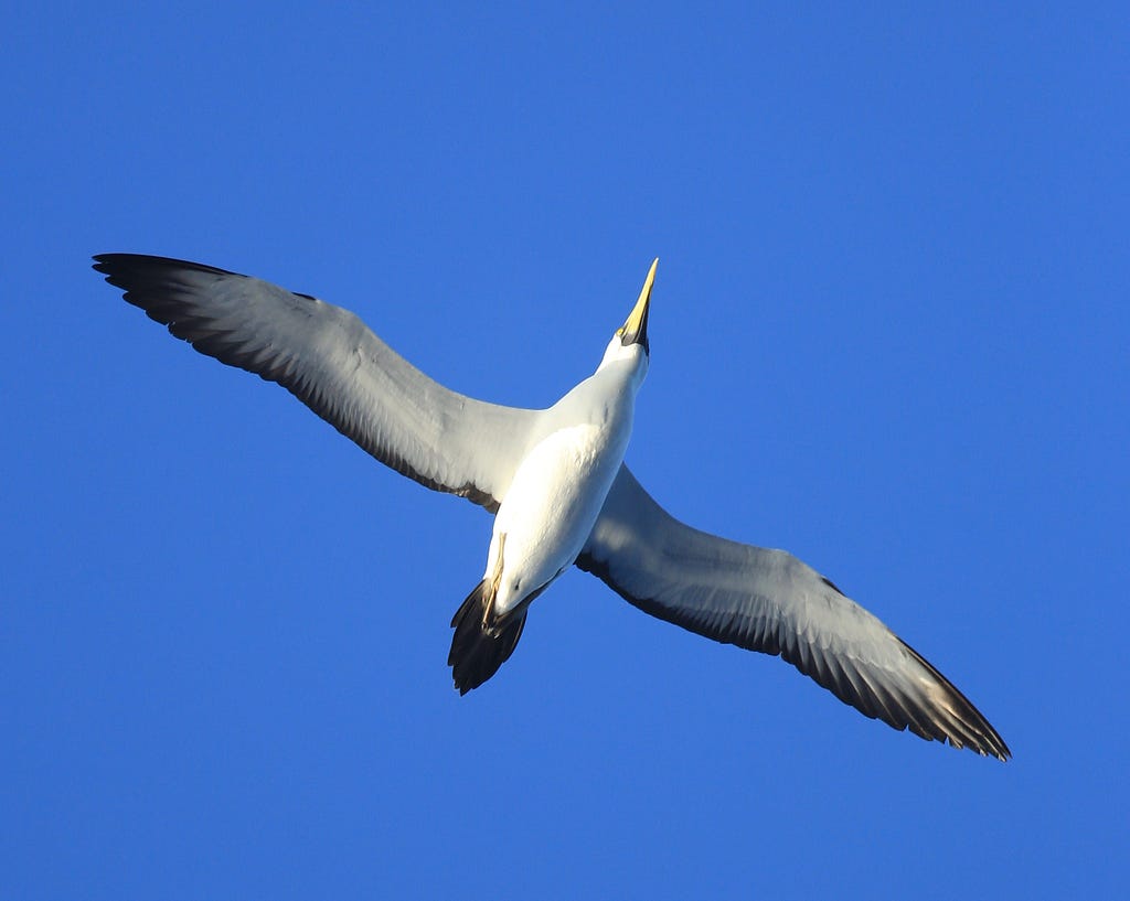 Masked Booby (Sula dactylatra)