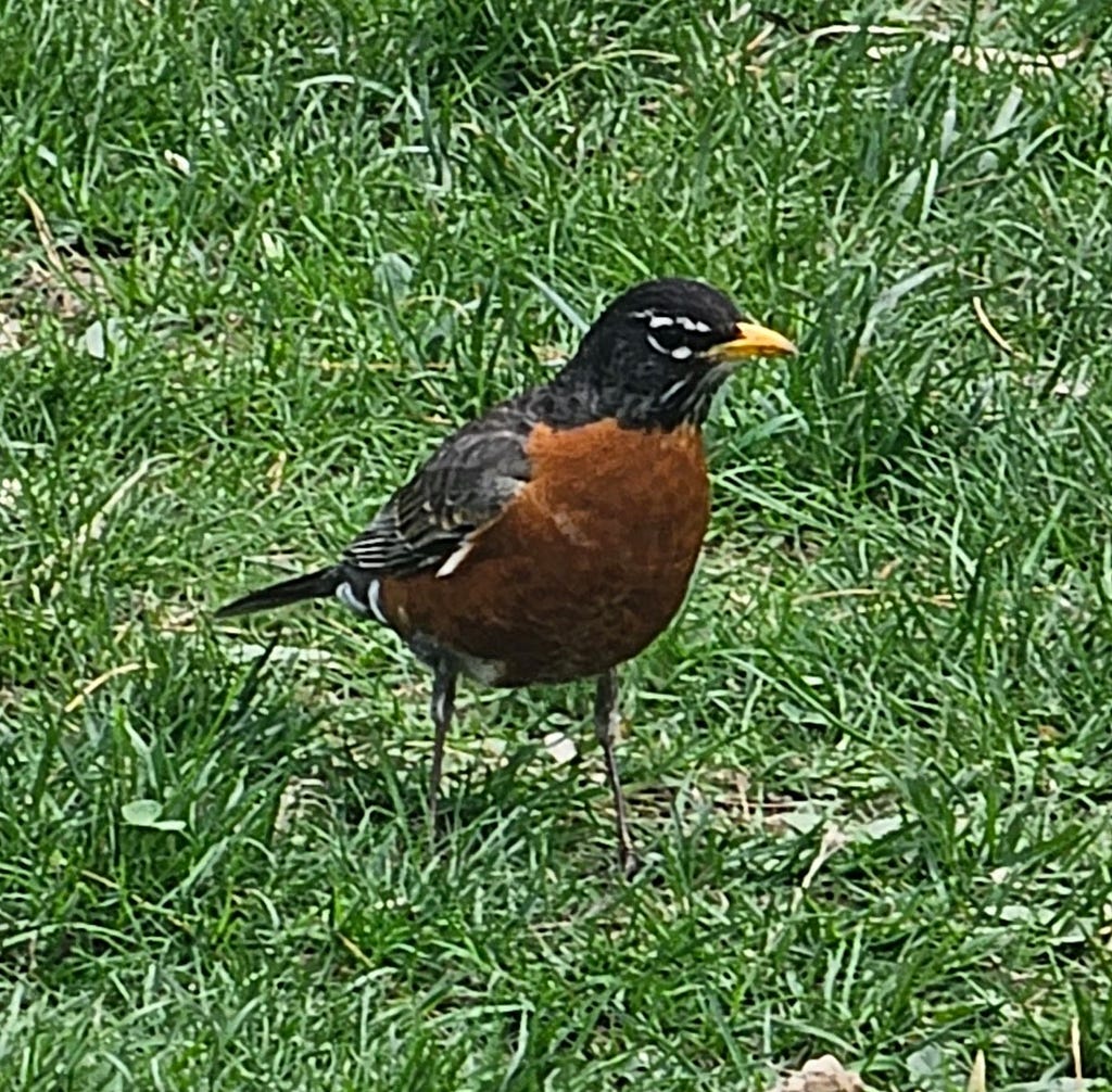 Bird with a red breast and yellow beak, otherwise grey/brown. White markings around the eyes and on some feathers. Bird is not round. Grass background.