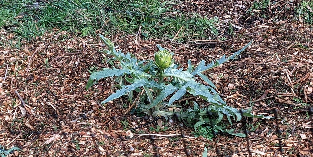 Photo of a blooming plant