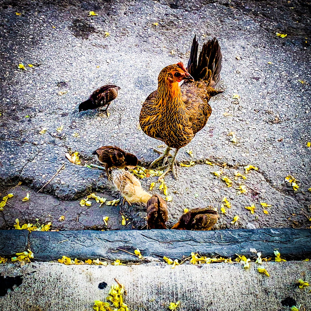 A hen and her chicks roaming the streets of Key West.