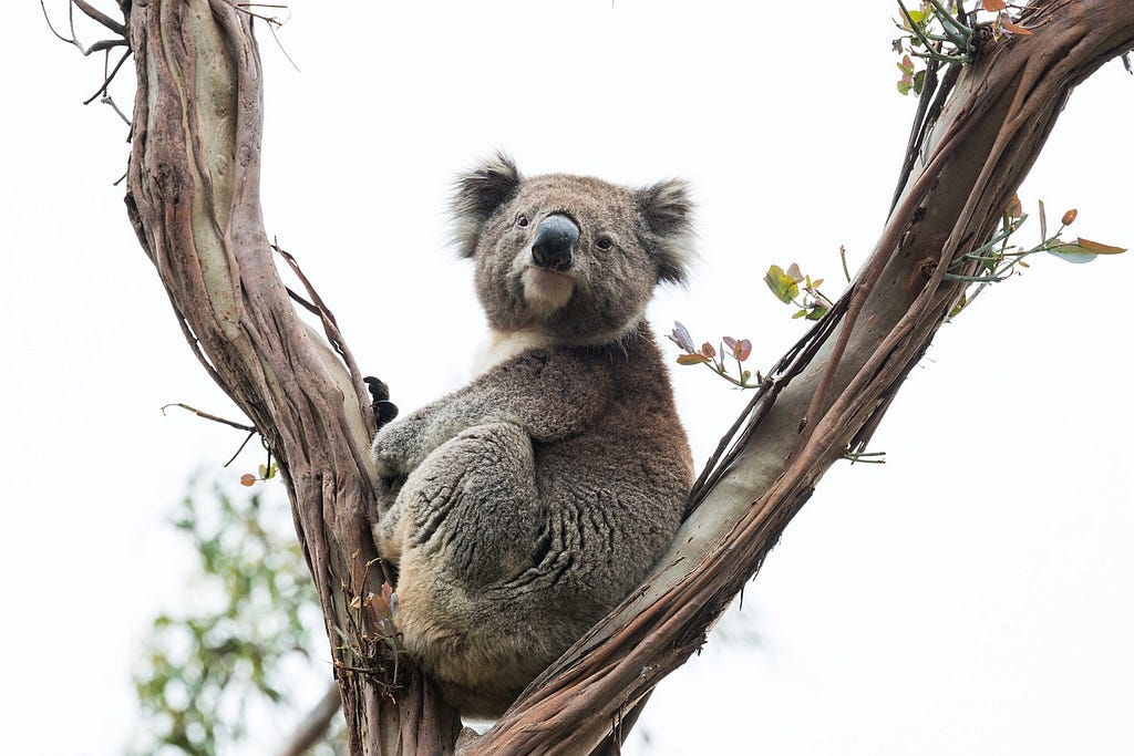 A koala sitting in the fork of a tree