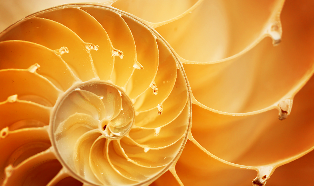 close-up of a nautilus shell, where you can see the spiral pattern forming from the inside to the outside, like a fractal pattern