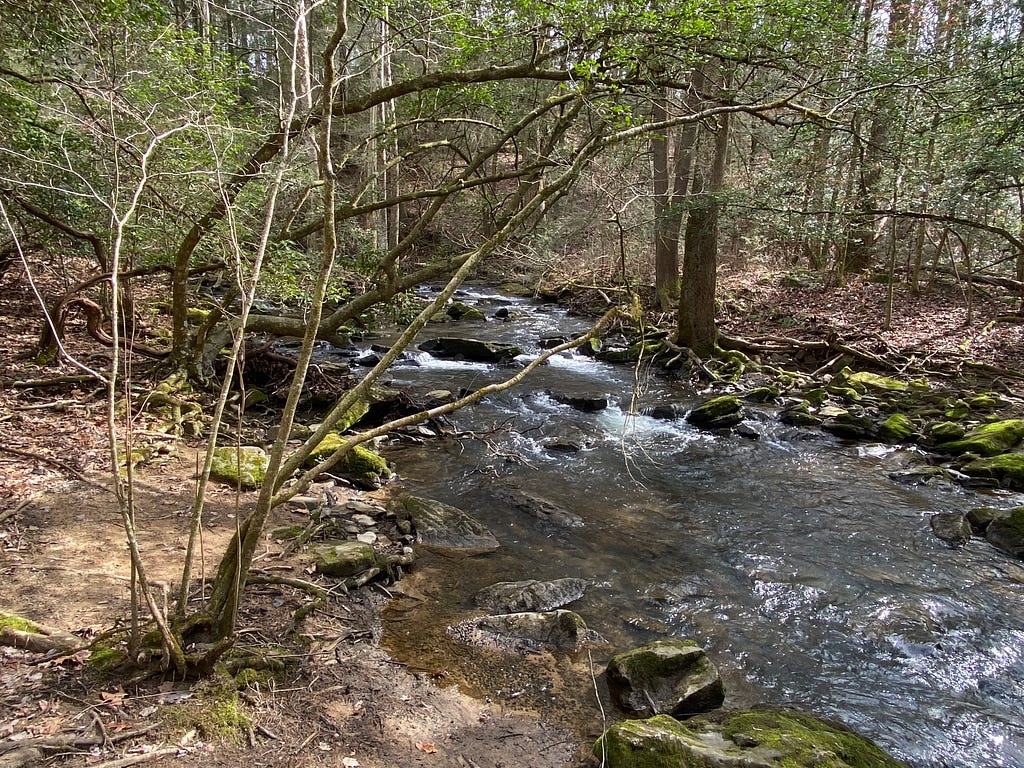 River flowing through woods. Photo by Julie Starr.