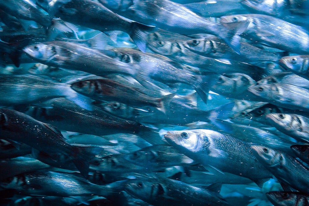 A shoal of herring