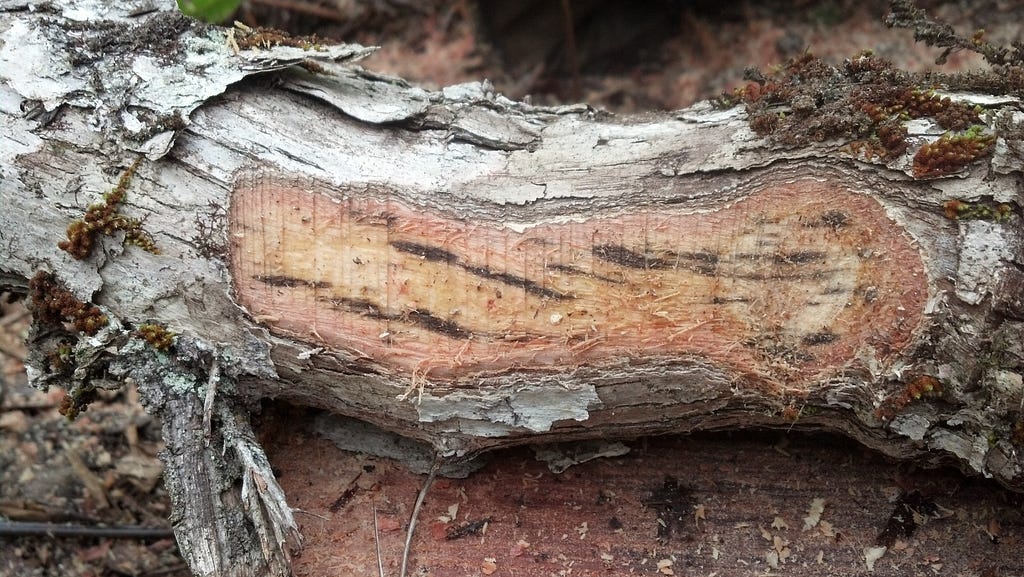 Photo of an ʻōhiʻa tree log cut open to show Ceratocystis staining (dark vertical lines) of the sapwood.