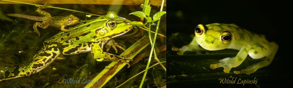 Frogs from different climates. Left picture the edible water frog, right picture a species of glassfrog from the lowland rainforest of Costa Rica.
