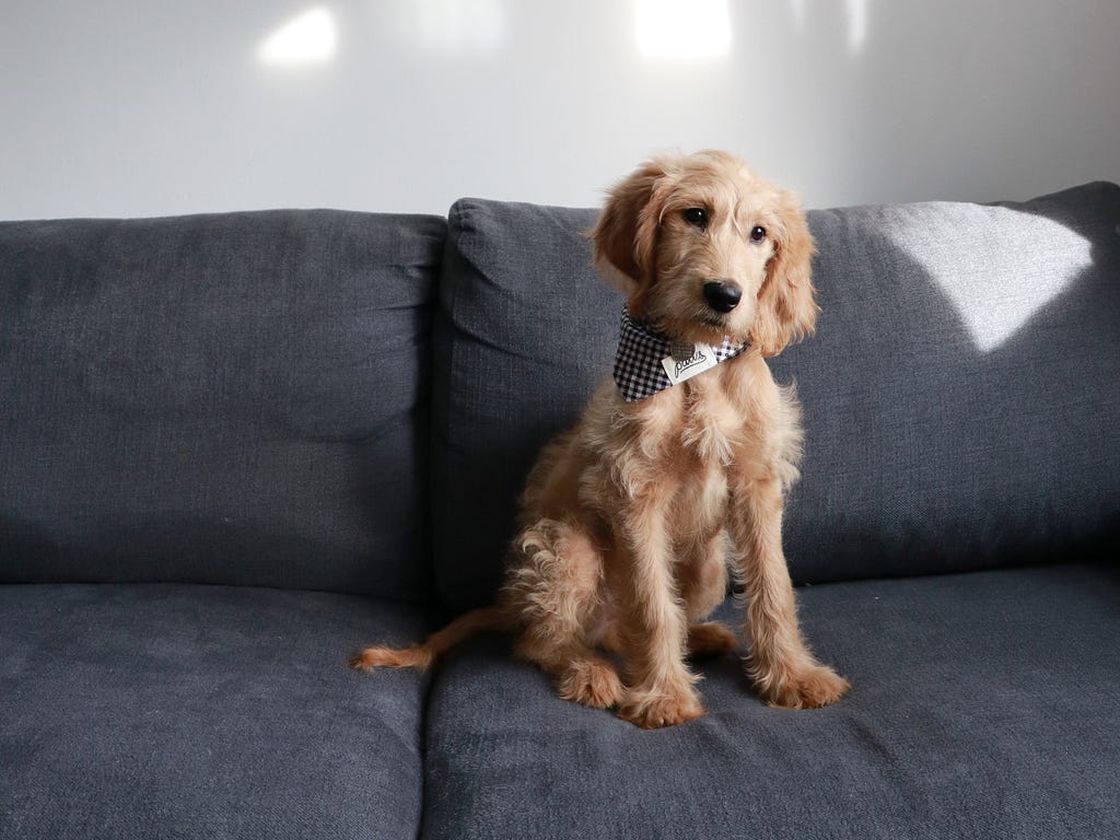 A goldendoodle puppy with a necktie, sitting on a grey sofa, looking straight ahead with a tilted head.