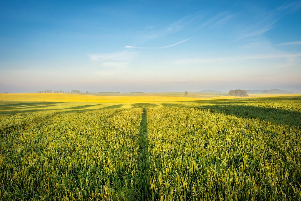 Oilseed rape field with blue sky