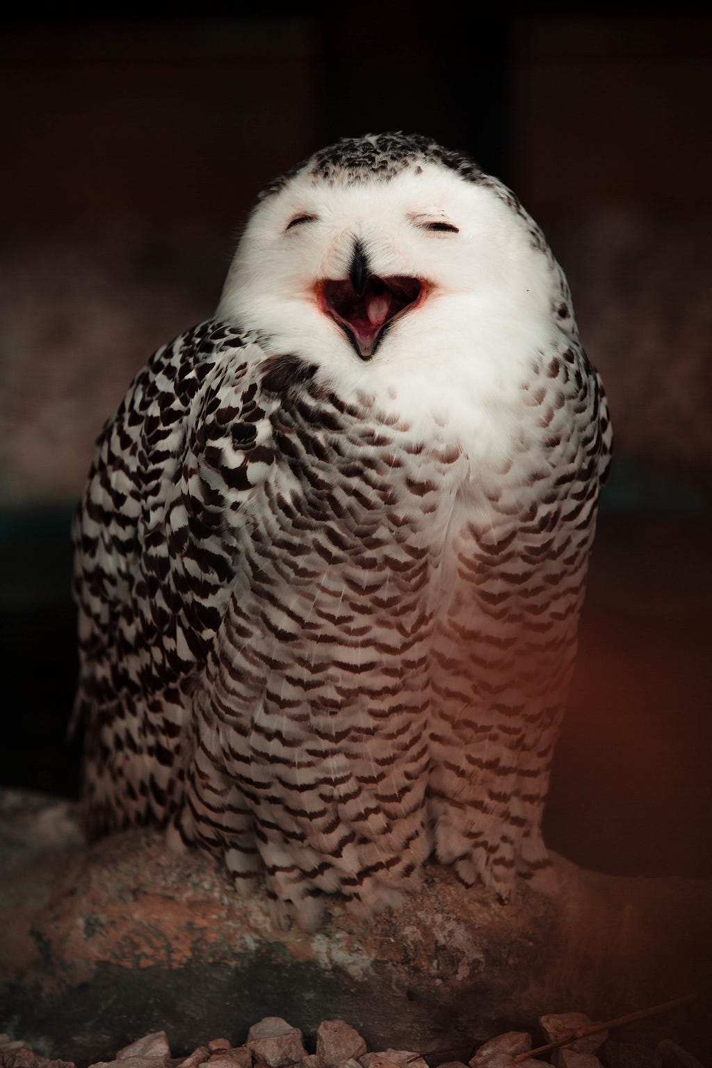 An owl smiling