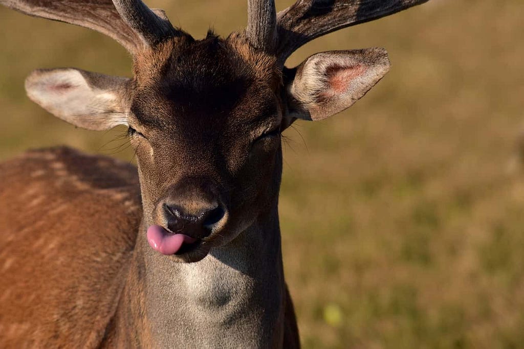 A deer sticking out its tongue.