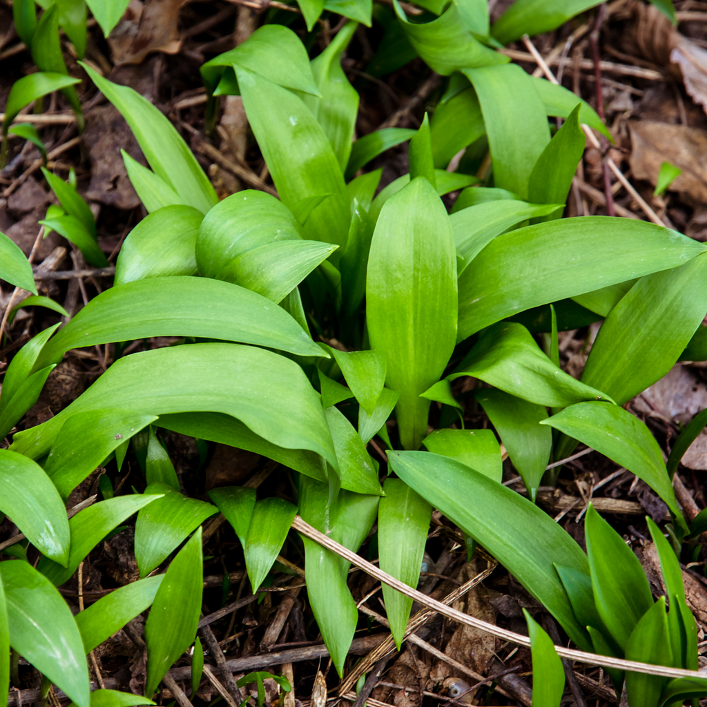 A patch of wild garlic (Allium ursinum) in a forest, showcasing its broad green leaves.