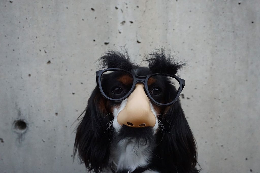 Dog with fake glasses, fake (human) nose and fake mustasch. Oh, and massive fake eye brows too.