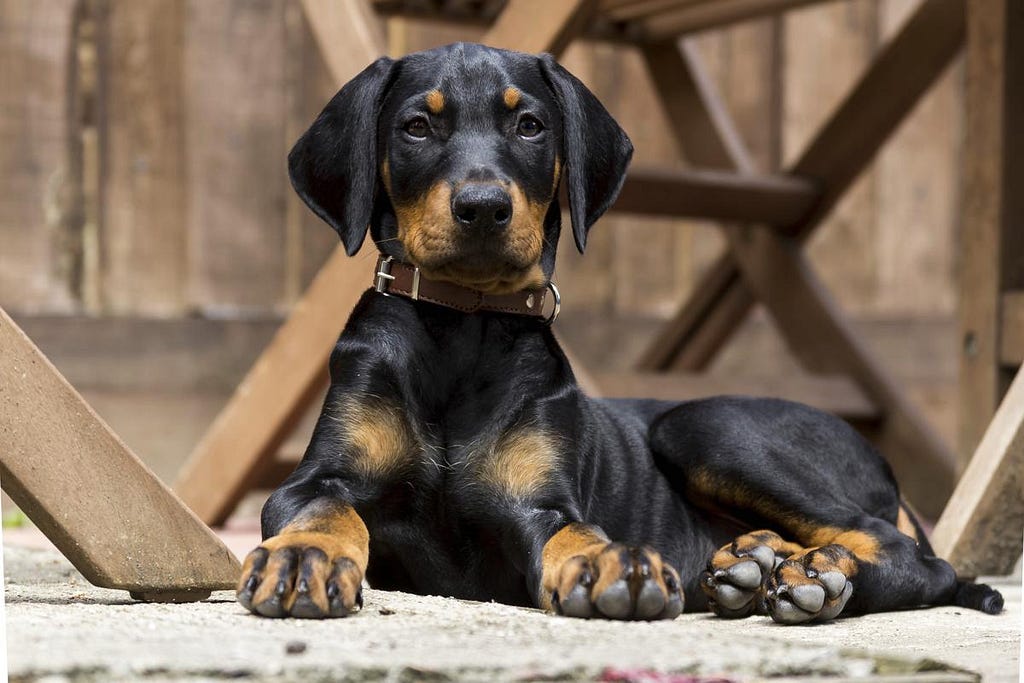 The Beauty of European Lineage: Why Consider European Doberman Puppies