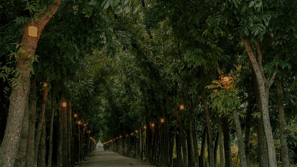 Lanterns hanging on rows of trees.