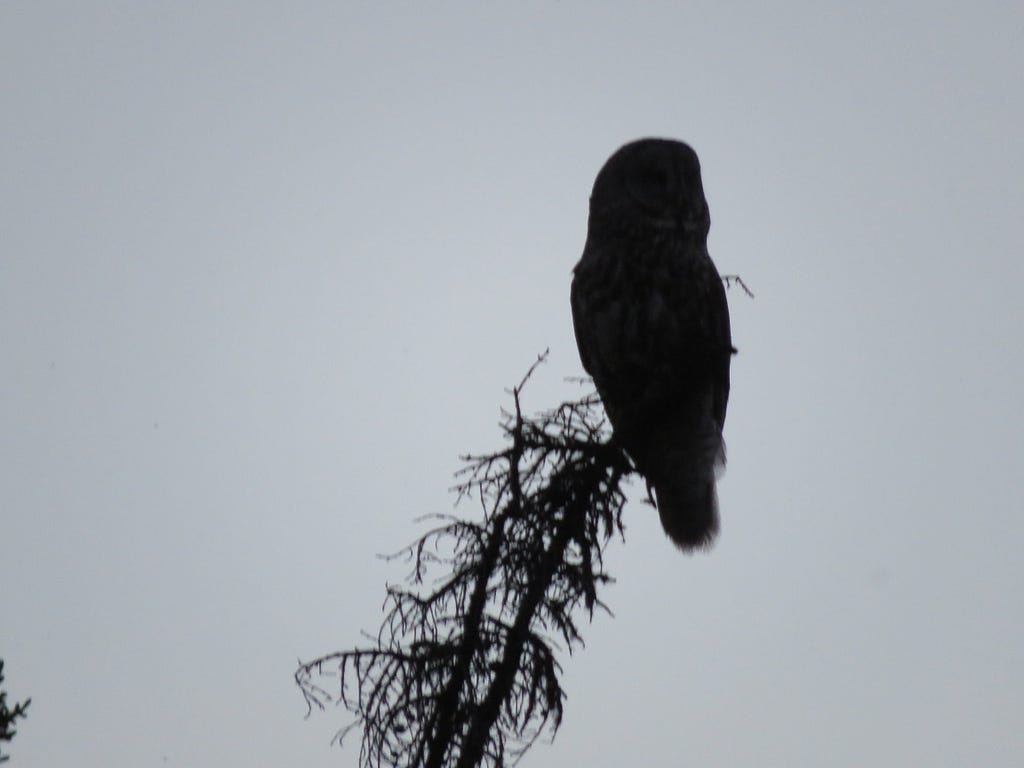 Silhouette of a great gray owl perched at the top of a snag.