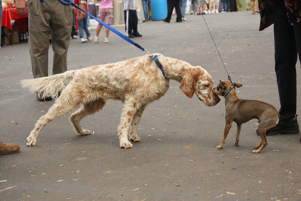 two dogs greeting each other while on leashes