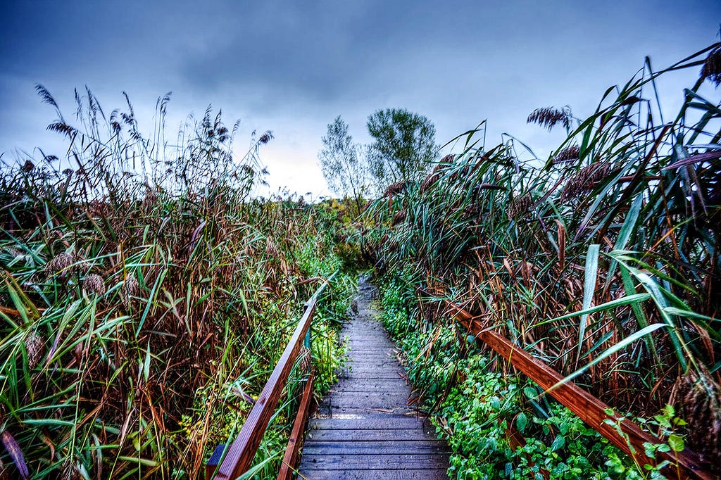 wooden walkway into a lush estoary