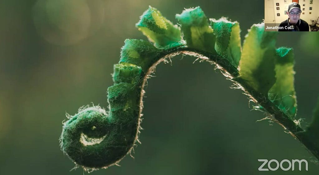 Nature growth — a fern plant