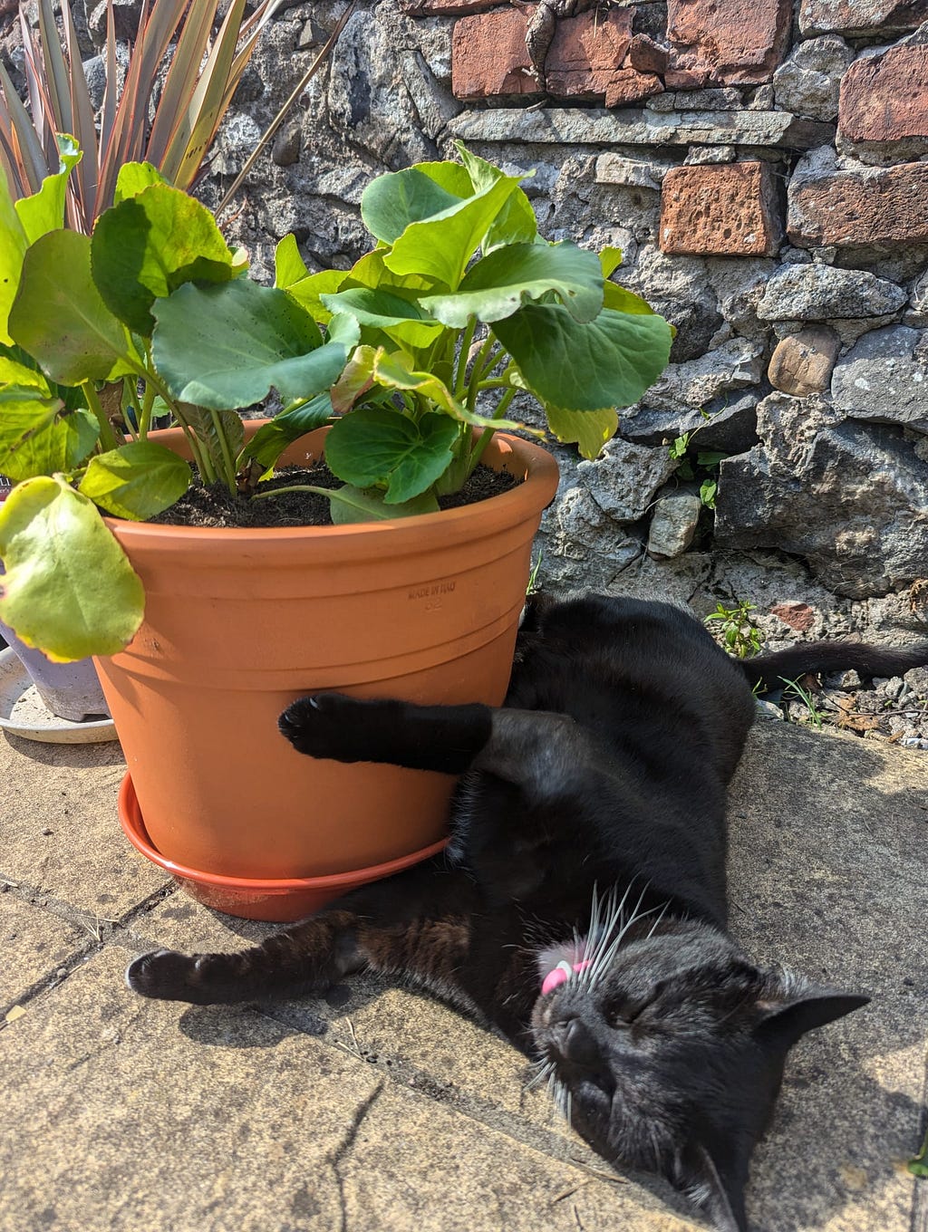 A black cat curled around a teracotta flower pot with big green leaves.