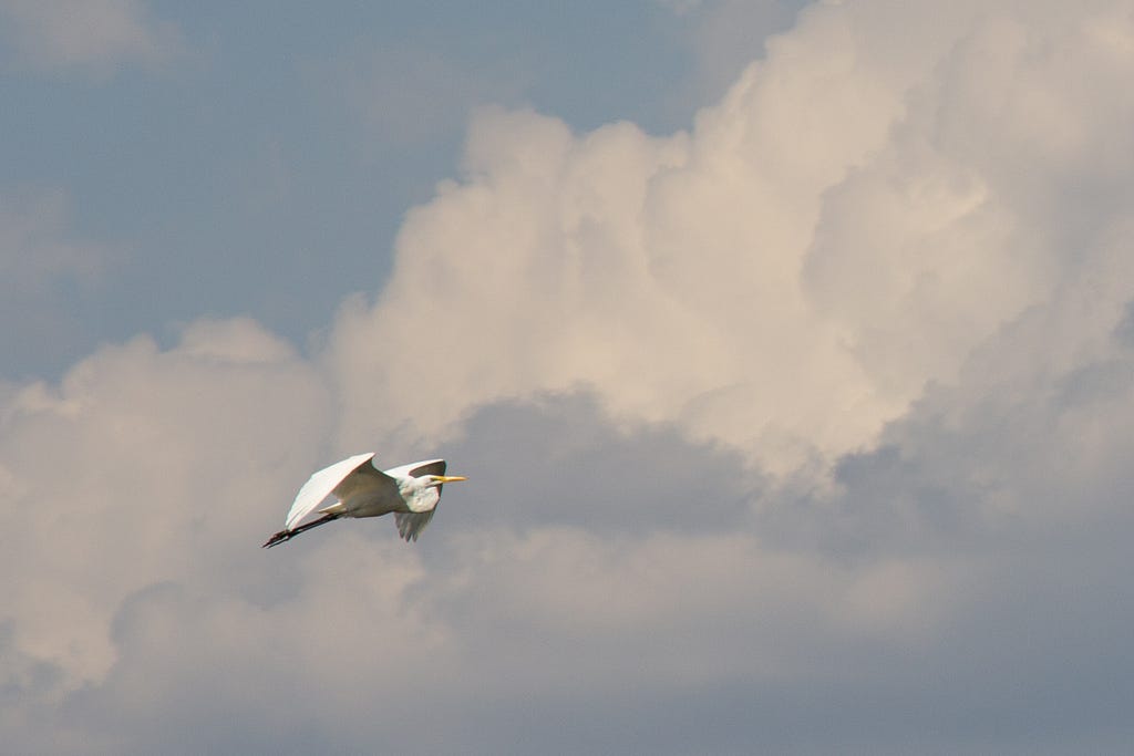 A great white egret flies up in the sky, with large, white clouds in the background.