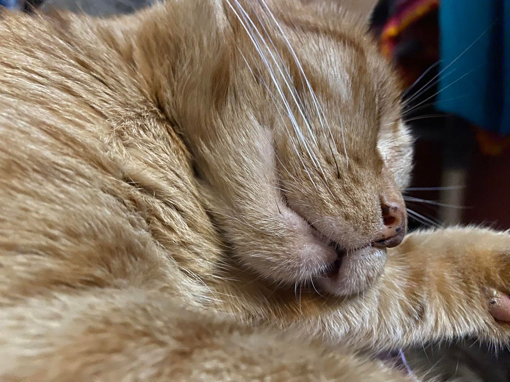 Grandkitty orange tabby Bouy sleeping soundly
