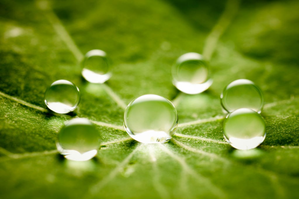 Dew drops on a green leaf. Photo by ThomasVogel/Getty Images