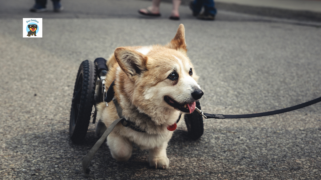 How can you tell if your dog will adapt well to a doggy wheelchair