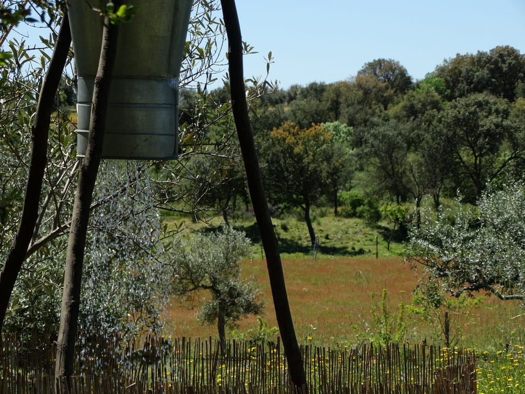 A shower bucket drips with water as it hangs from a tripod made of wood on a sunny day. The view over the top of the bamboo screening is of an open field and woodland beyond that.