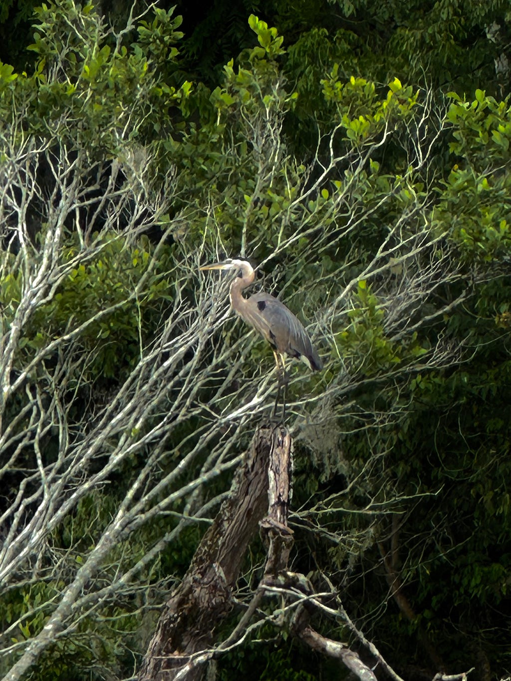 Large dark grey bird with a cured brown to white neck, long black legs and long beak standing on a dead tree. Bare tree branches and green leaves in the background.