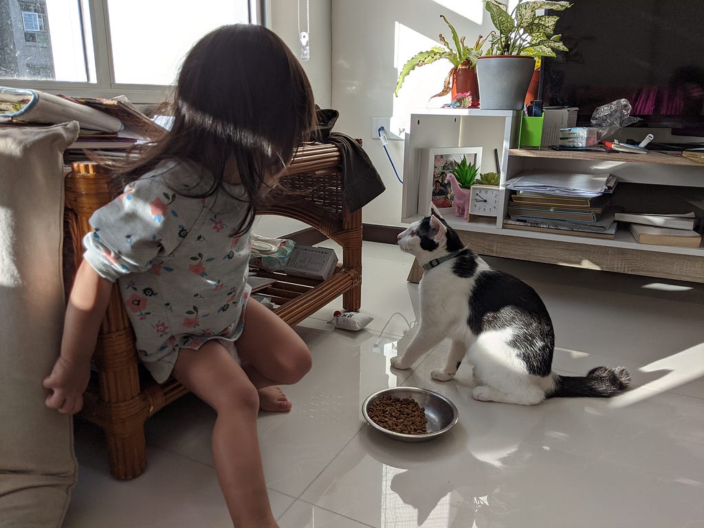 A toddler trying to feed a cat