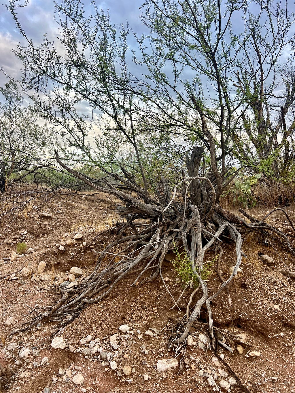 An old desert tree with its roots mostly exposed in the bank of a dry desert wash. The brown soil around it holds many small lighter colored rocks. Clouds and other vegetation shows behind.