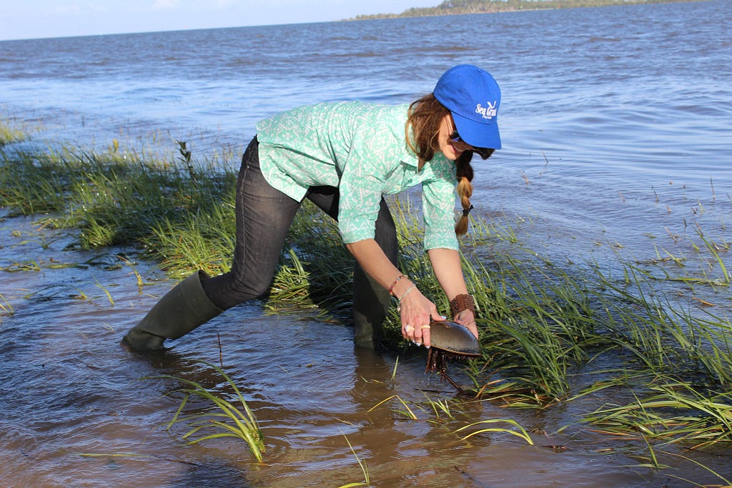 A woman participates in a citizen science project to collect data about horseshoe crab populations in Cedar Key, Florida. Photo by Florida Sea Grant