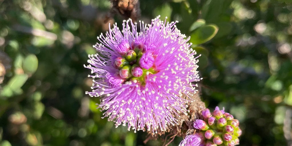 Showy Honey-Myrtle (Melaleuca nesophila) — captured at salesforce park, c. Jan. ‘22