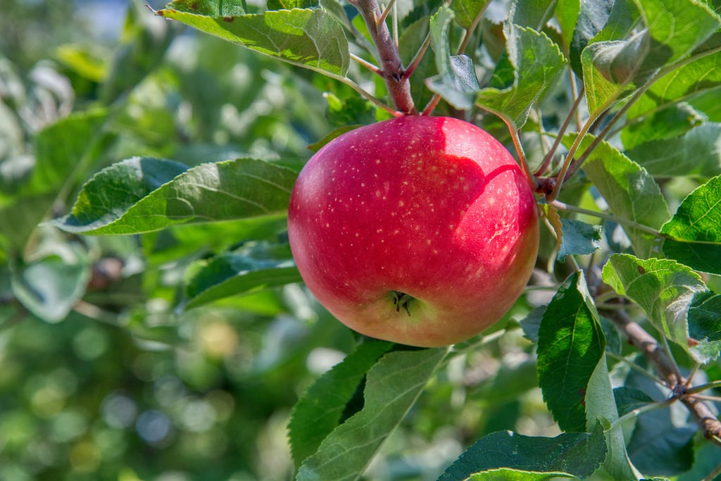 Image of a red apple on a branch on a tree with green leaves.