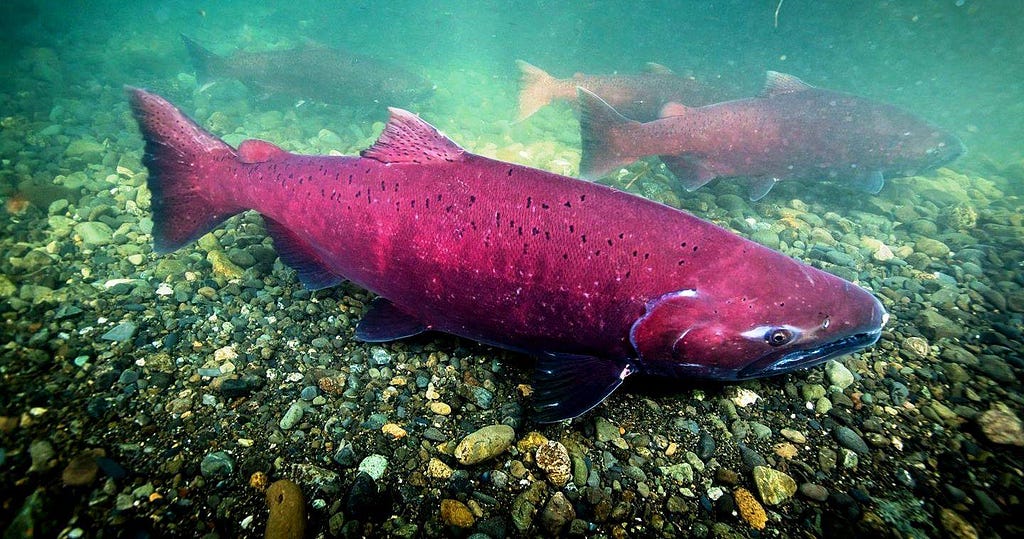 big red salmon in clear water