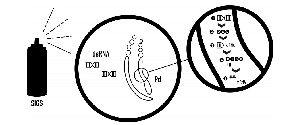 A diagram shows the cellular-level mechanism behind a gene-silencing spray