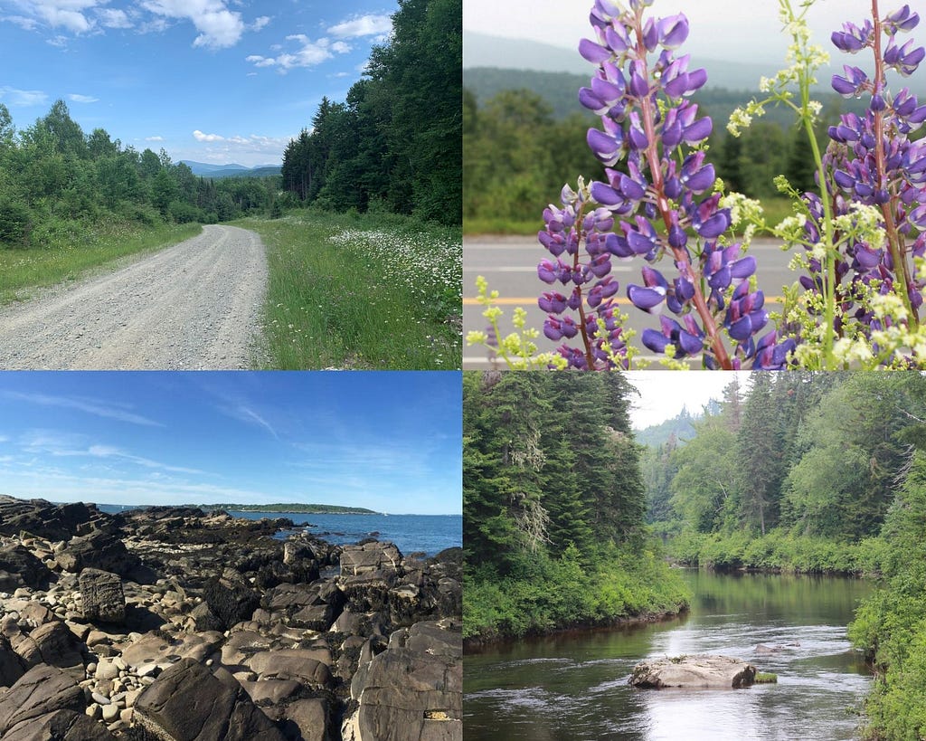 A four-photo collage: On the top left-hand corner, there is a dirt road surrounded by pine trees with a mountain in the background. On the bottom left-hand corner there is are large rocks on the coast with the ocean in the background. On the top right-hand corner, there is a large purple lupine with smaller purple and green lupines around it, and pine trees in the background. On the bottom right-hand corner, there is a river surrounded by pine trees.